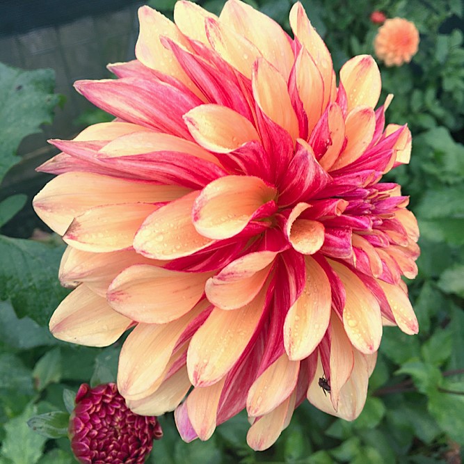 Dahlia Gitts Crazy